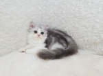Cute Cat4