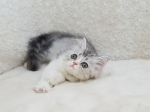 Cute Cat3