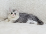 Cute Cat4