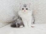 Cute Cat2