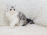 Cute Cat3
