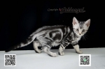 Cute Cat1