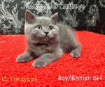 Cute Cat9