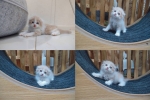 Cute Cat8