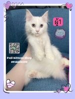 Cute Cat7