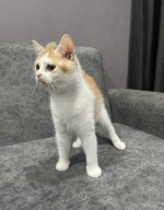 Cute Cat5