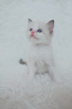 Cute Cat2