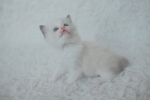 Cute Cat3