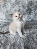 Cute Cat3