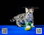 Cute Cat2