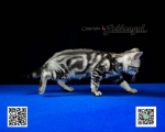 Cute Cat1