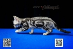 Cute Cat2