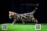 Cute Cat1