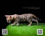 Cute Cat10