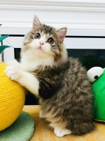 Cute Cat9