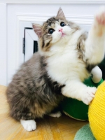 Cute Cat10