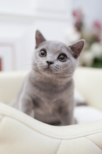 Cute Cat9