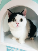 Cute Cat8
