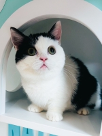 Cute Cat8