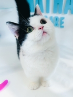 Cute Cat7