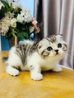 Cute Cat7