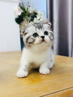 Cute Cat7