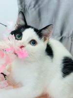Cute Cat6