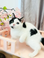 Cute Cat5