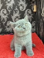 Cute Cat5