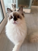 Cute Cat3