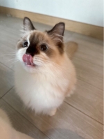 Cute Cat4