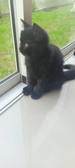 Cute Cat2