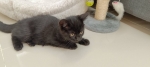 Cute Cat3