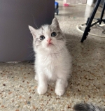 Cute Cat1