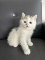 Cute Cat1