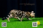 Cute Cat9