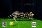 Cute Cat10