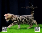 Cute Cat10