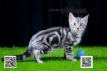 Cute Cat9