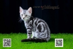 Cute Cat9