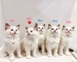 Cute Cat8