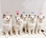 Cute Cat7