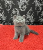 Cute Cat7