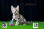 Cute Cat5