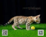 Cute Cat6