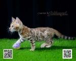 Cute Cat6