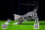 Cute Cat5