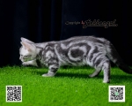 Cute Cat4