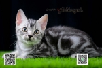 Cute Cat5