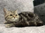 Cute Cat2